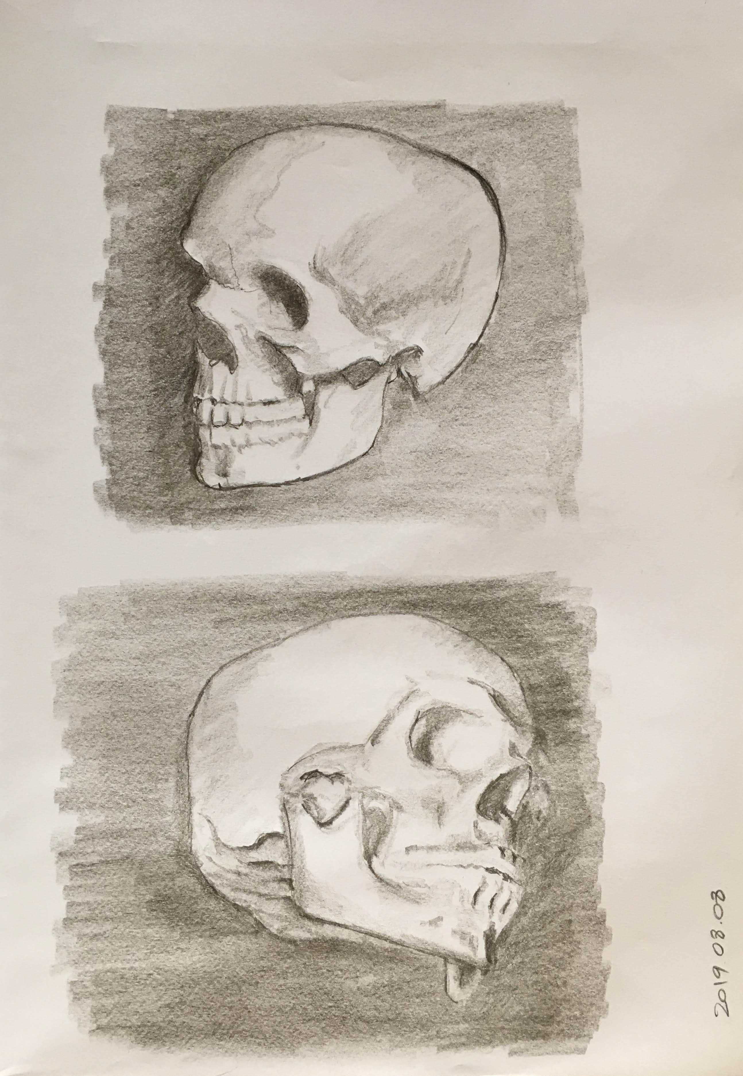 Skull studies