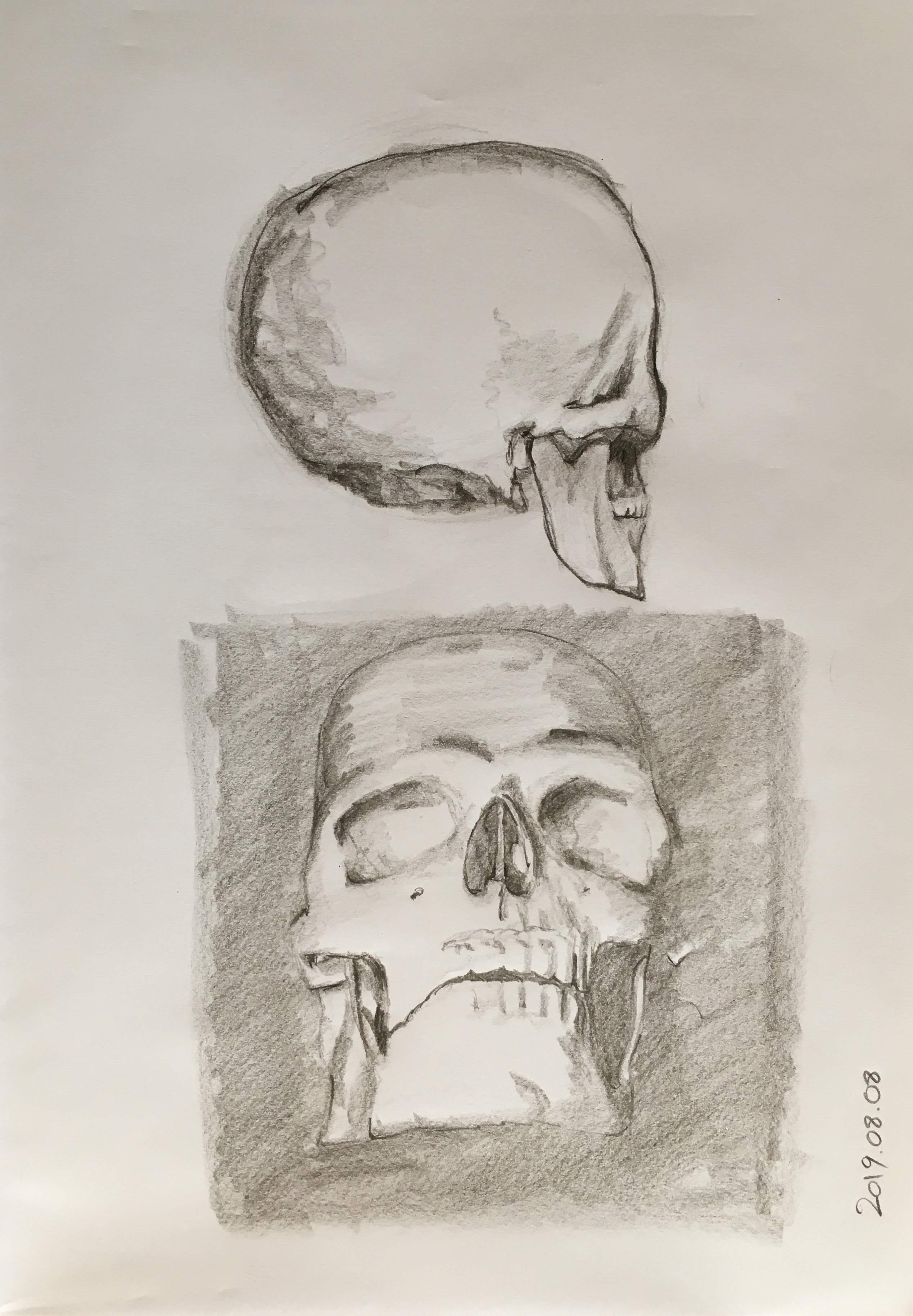 Skull studies