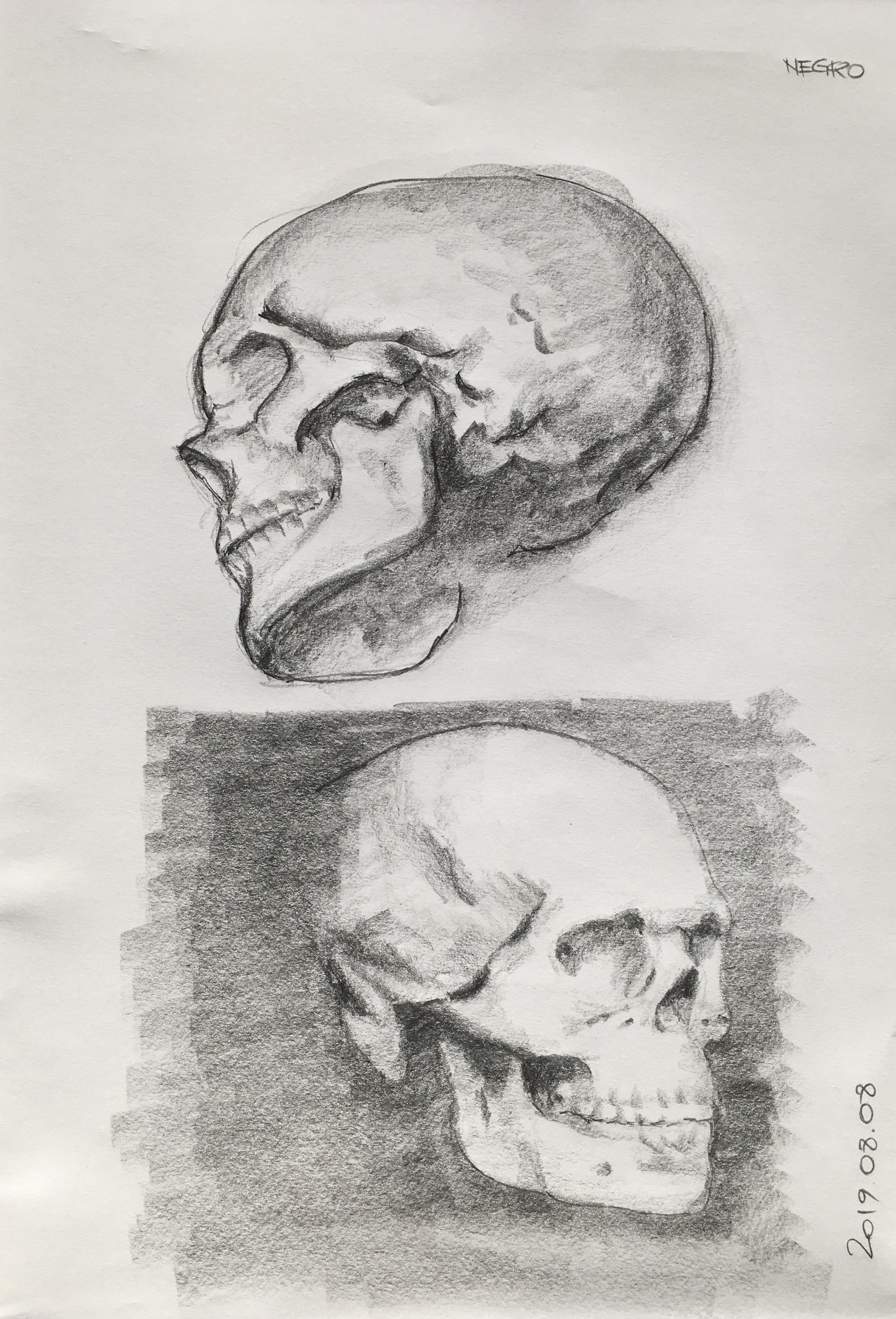Skull studies