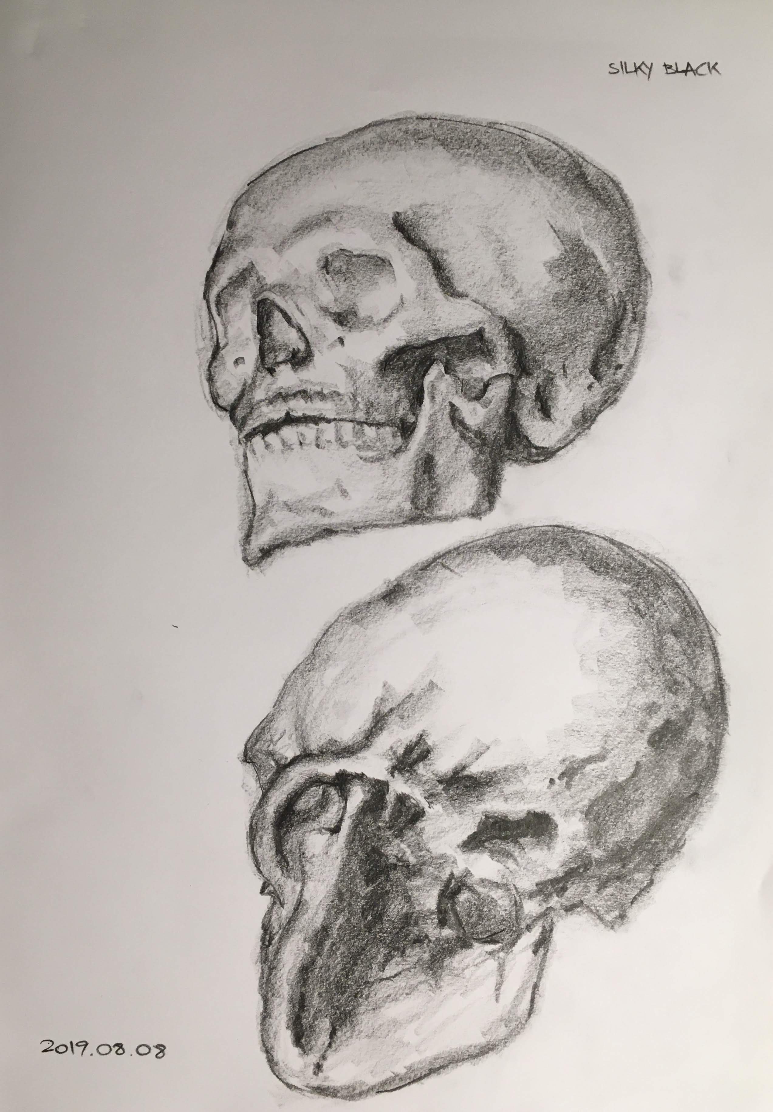 Skull studies