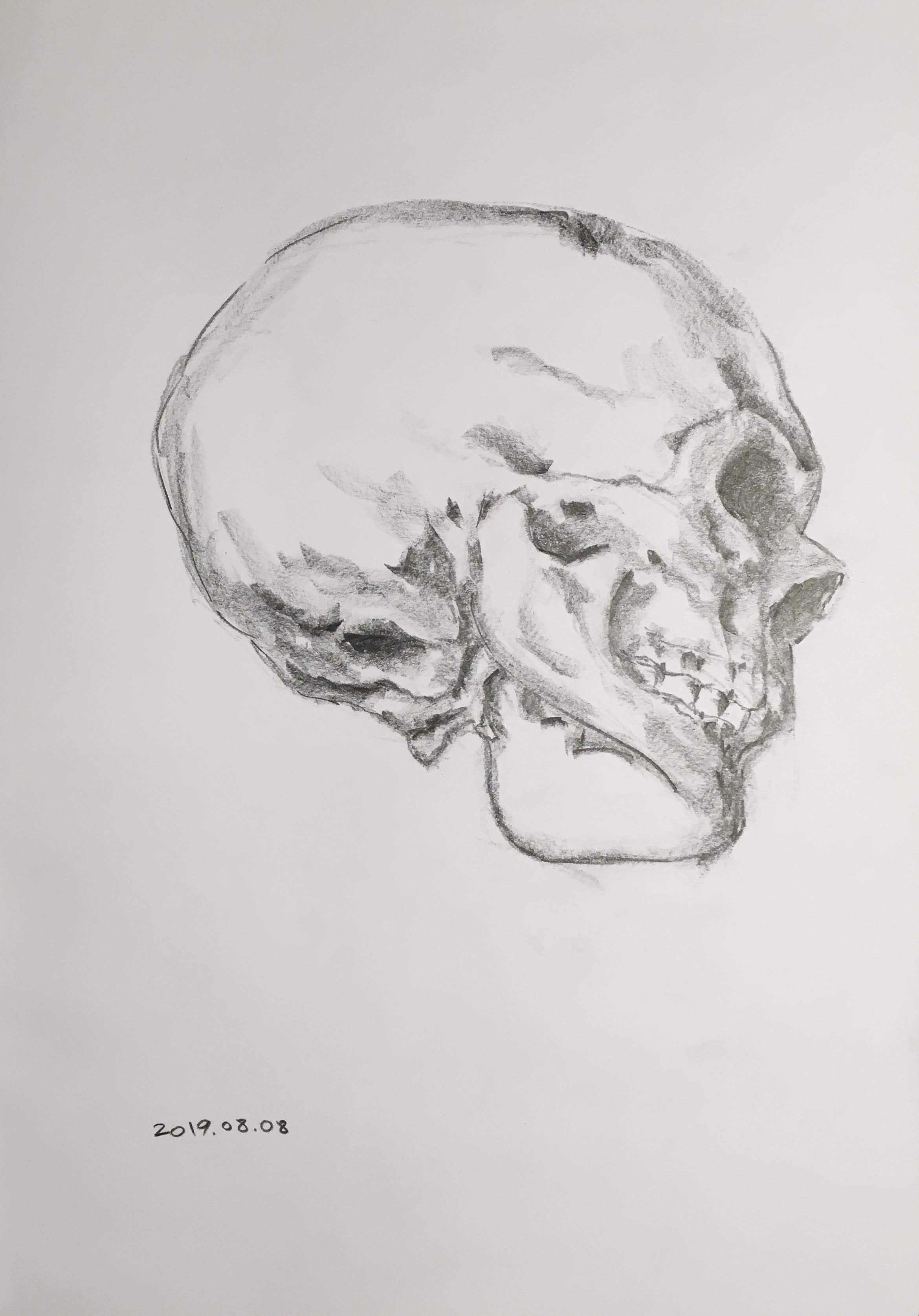 Skull studies