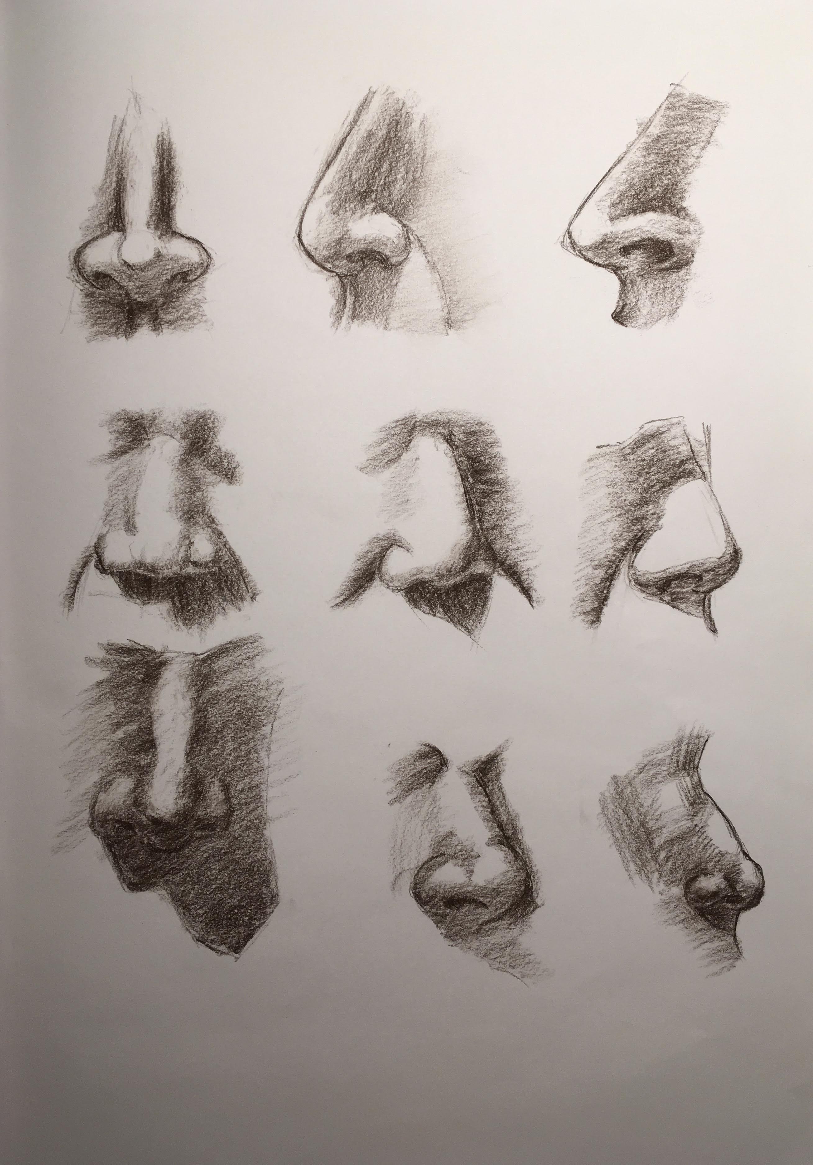 The features of the face: The nose