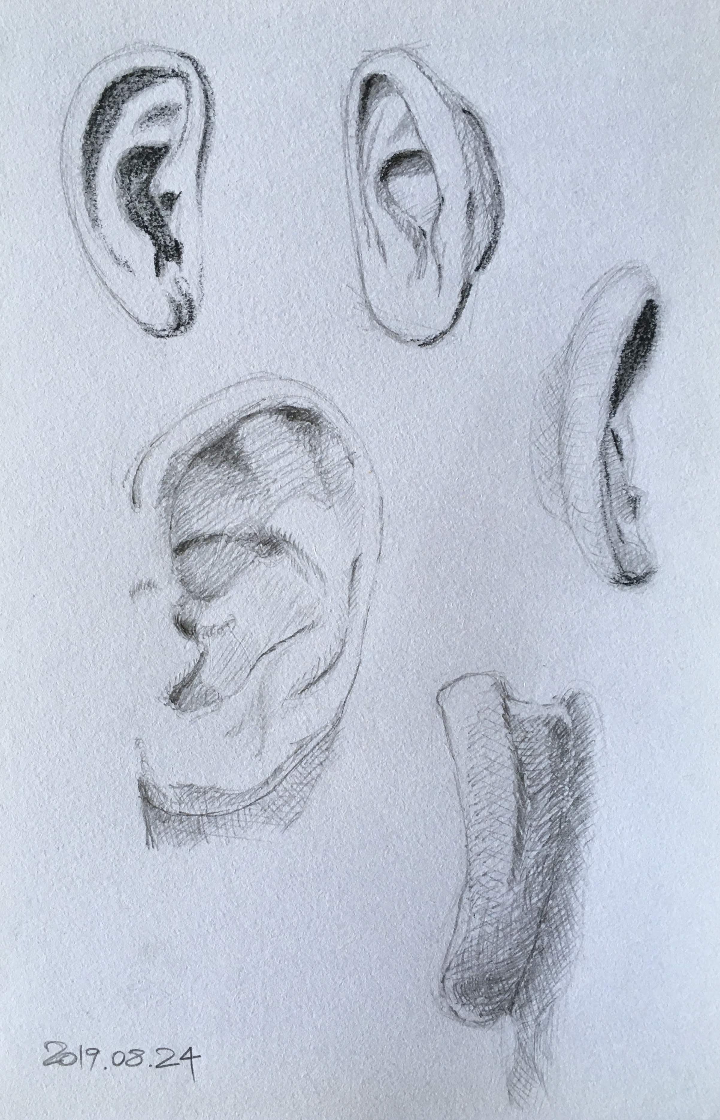 The features of the face: The ears