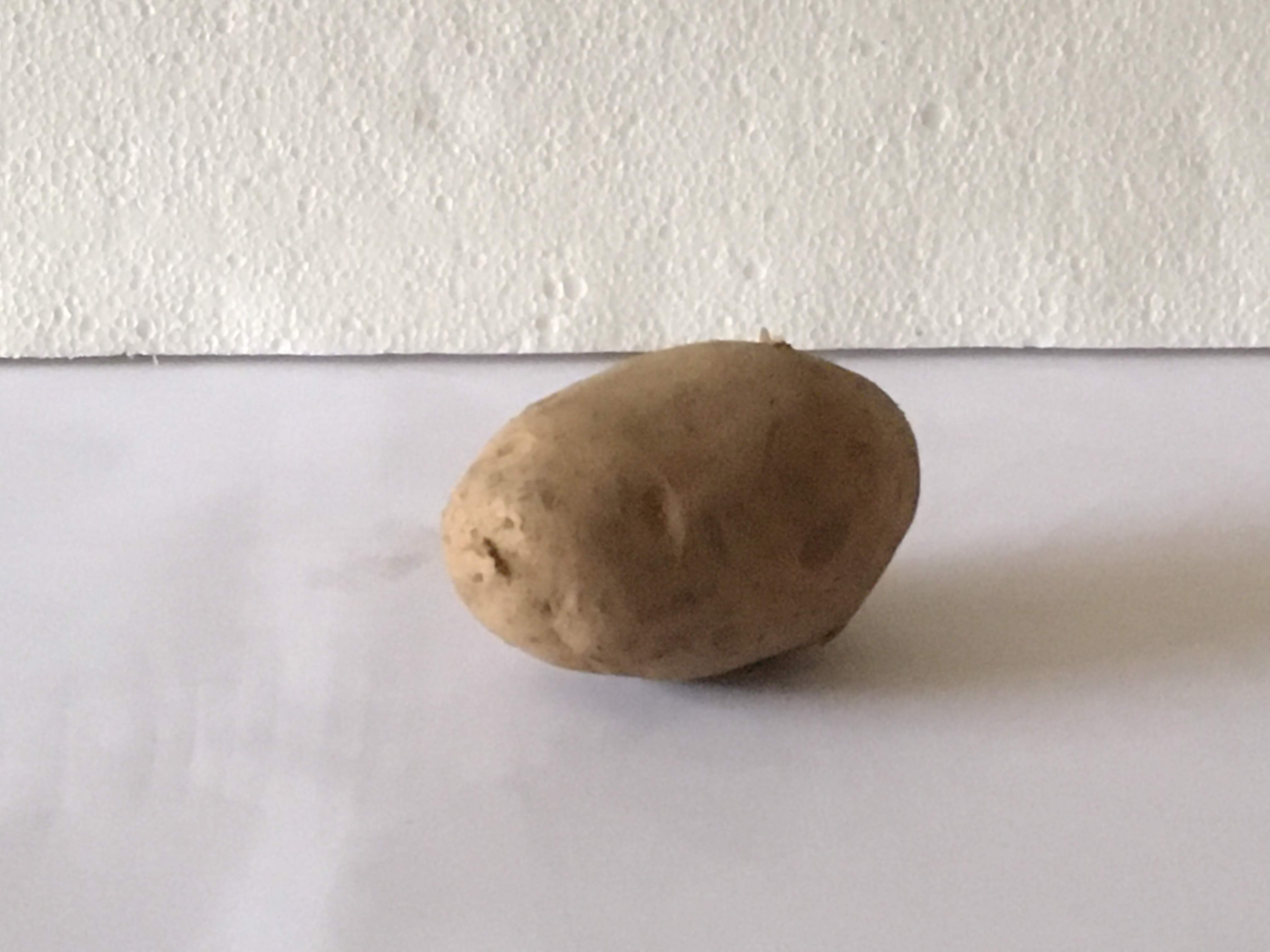 Potato